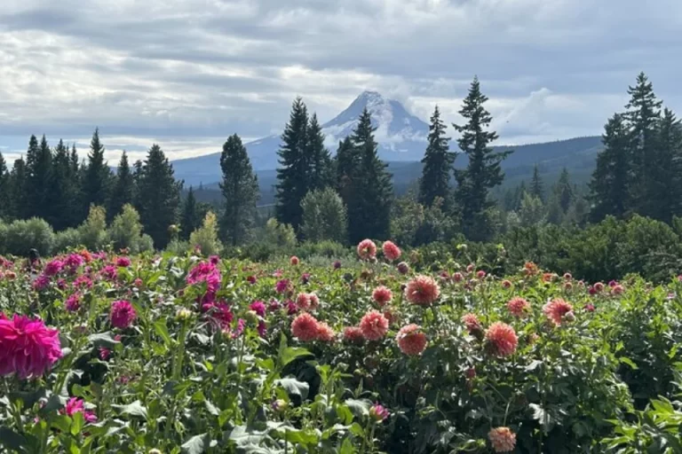 Best Tours In Portland Oregon