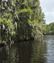 90 minute Everglades Airboat Tour near Orlando Florida