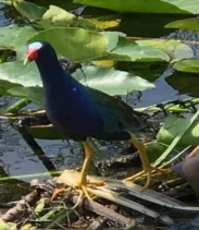 Semi-Private 1-Hour Airboat Tour of Miami Everglades