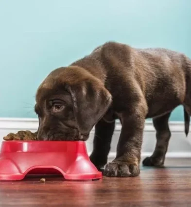 Miglior Cibo Secco per Cani di Ogni Età | Xprrtupdates