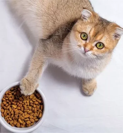 Miglior Cibo per Gatti Domestici | Xprrtupdates